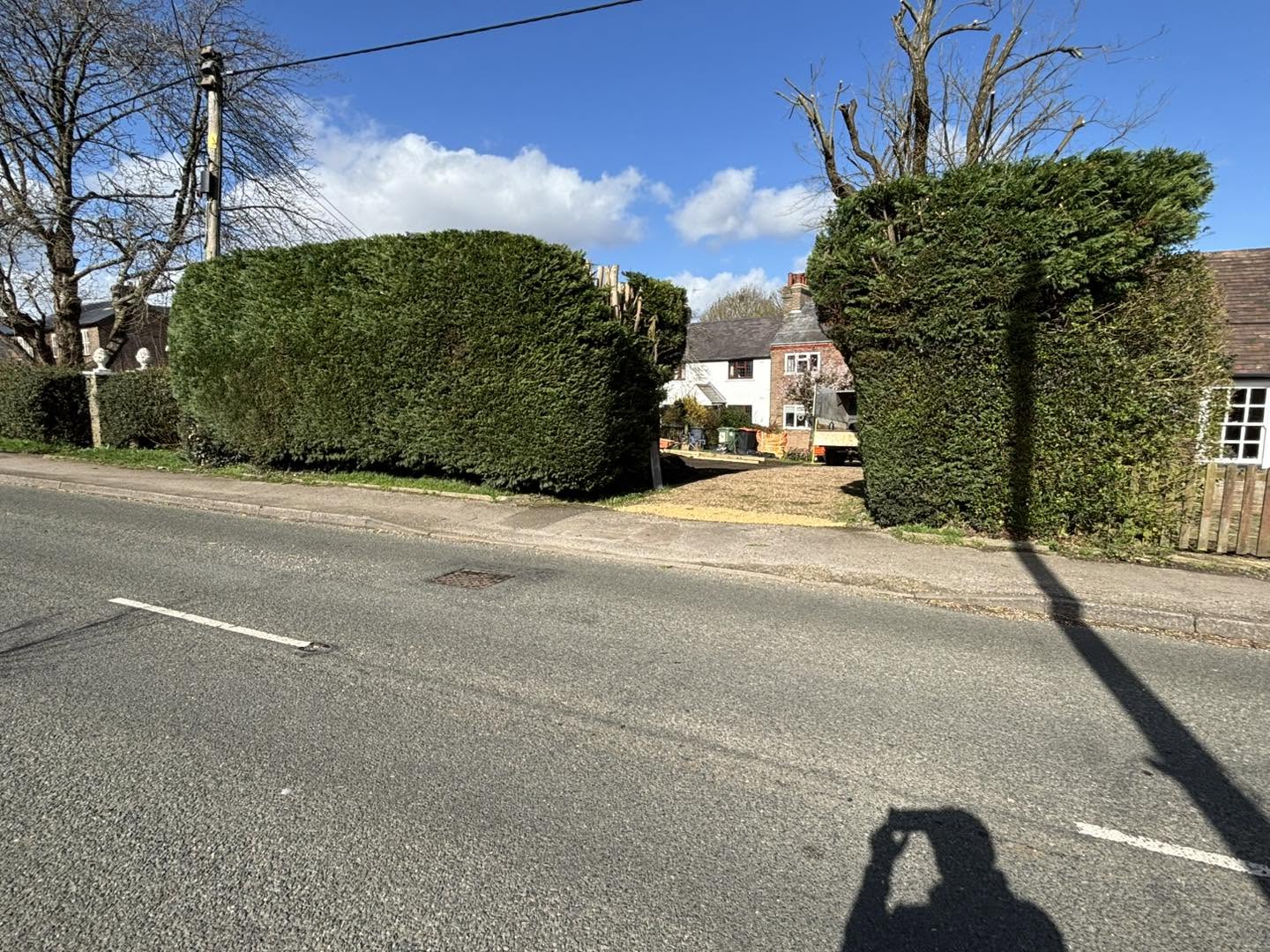 Shaped roadside hedges from a CB Tree Services project