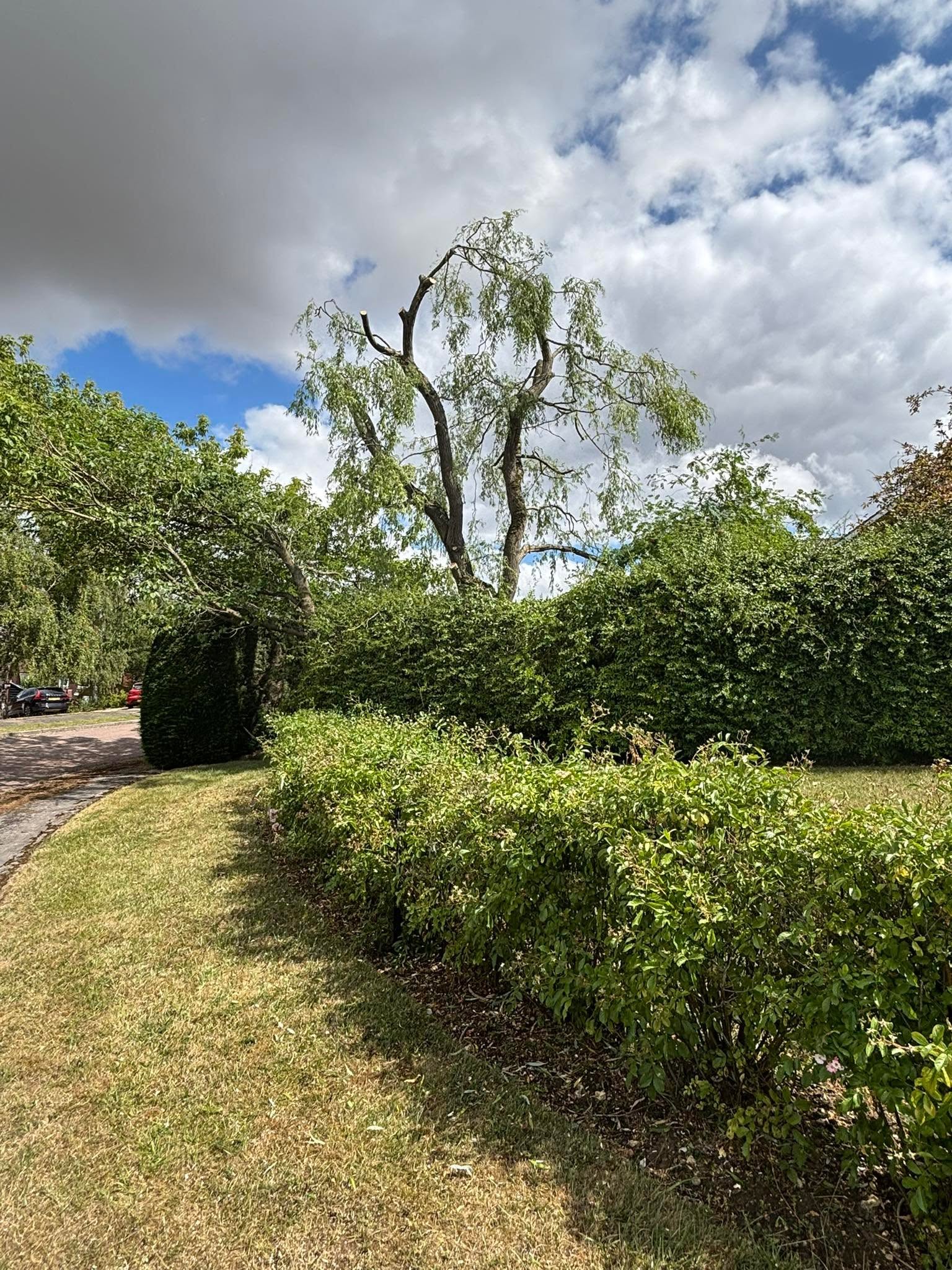 Reduced tree canopy in a garden from CB Tree Services’ Facebook gallery