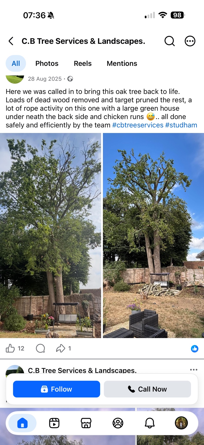 Oak before pruning