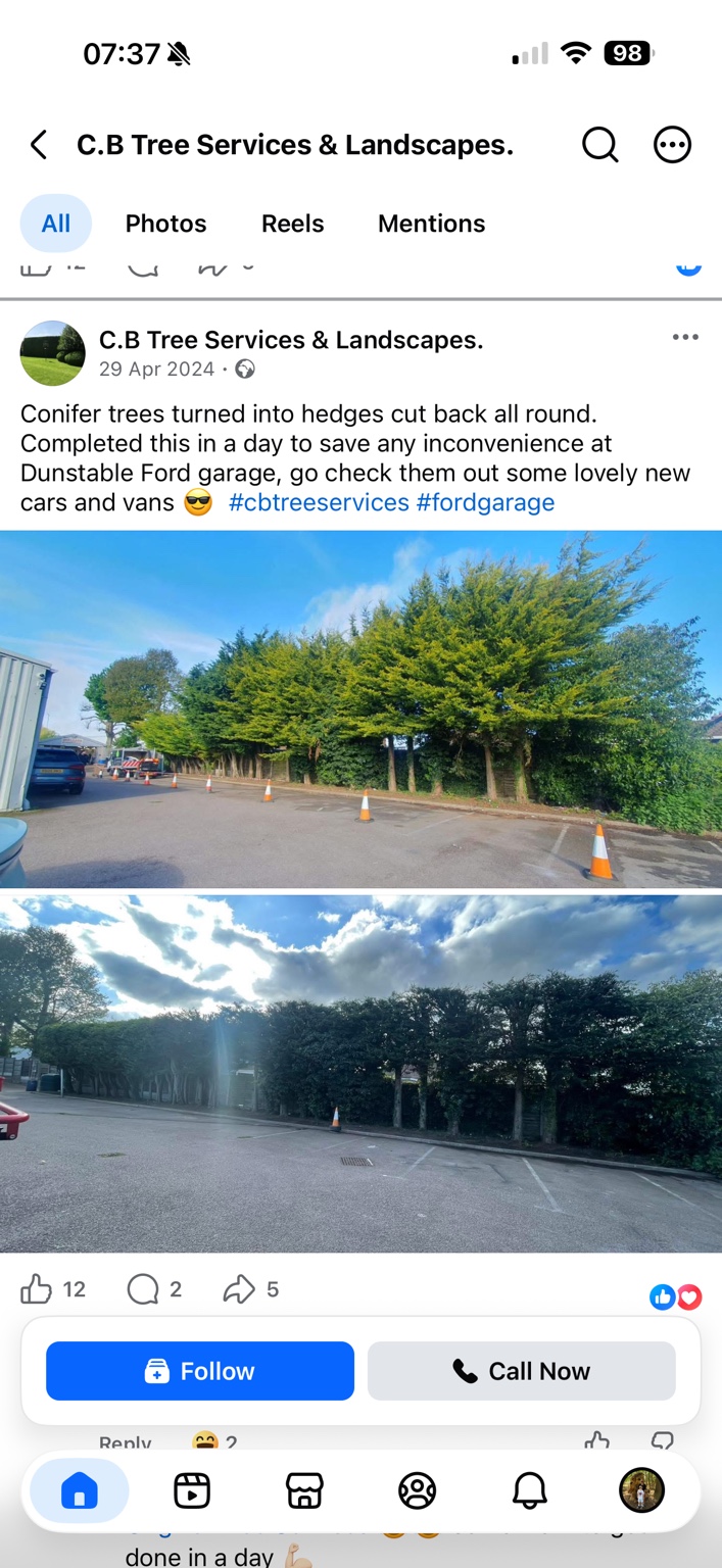 Conifers before reduction