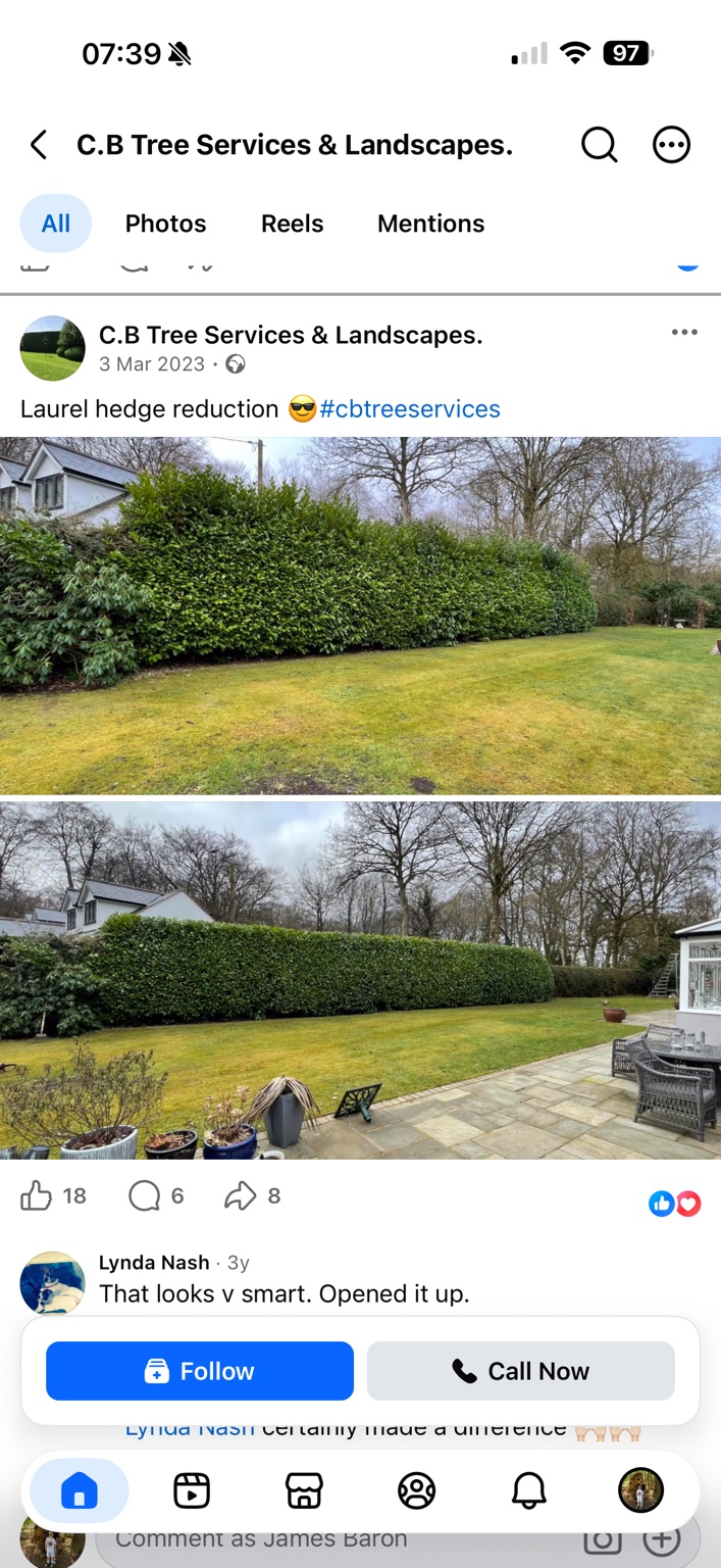 Laurel hedge before reduction